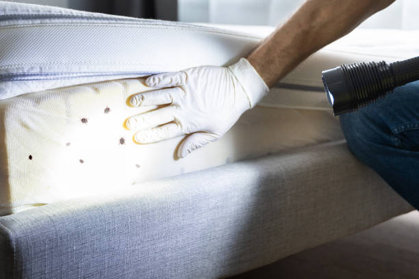 Best Wasp Removal Services  in Nazareth, PA